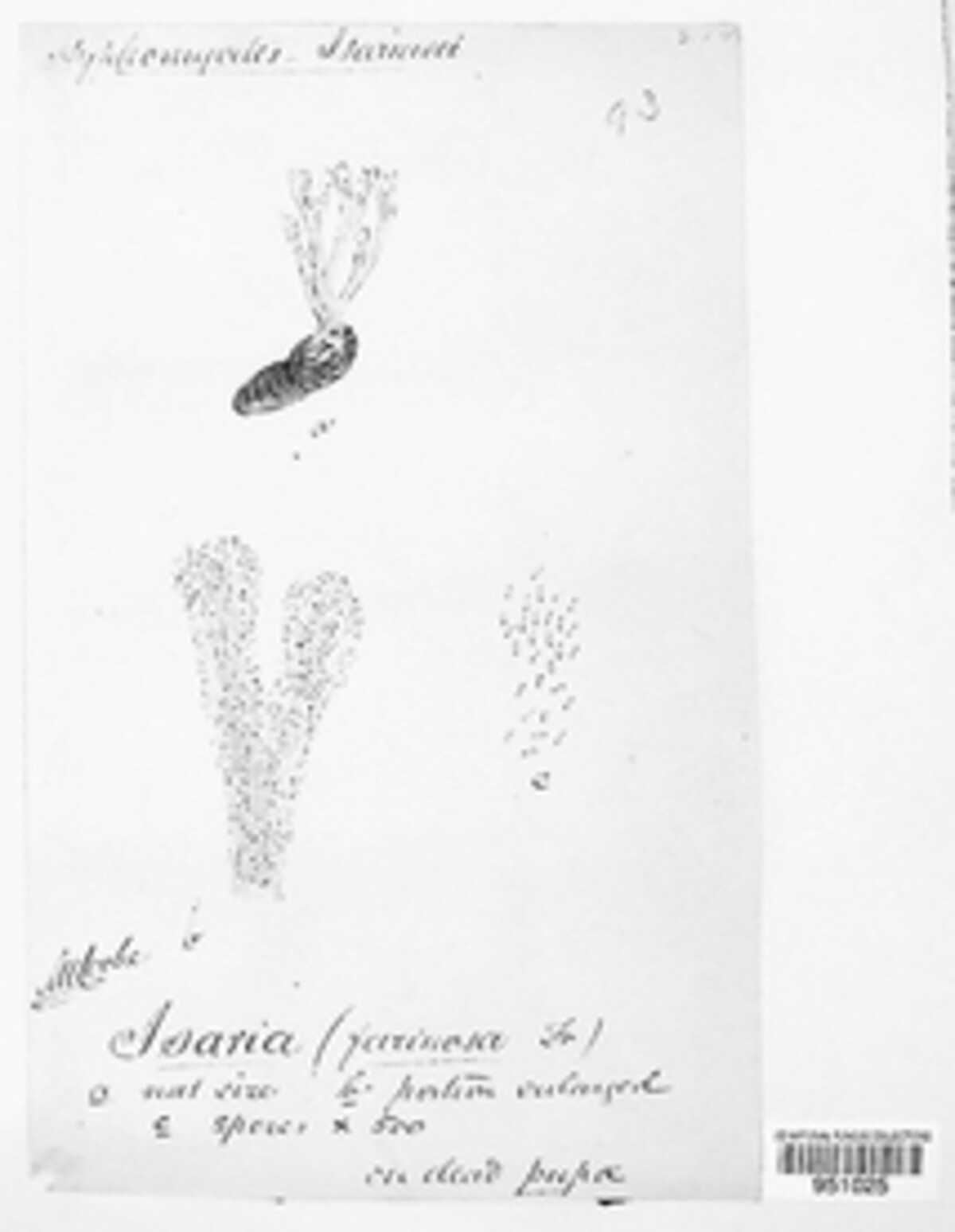 Cordyceps image